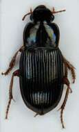 Image of Harpalus (Harpalus) xanthopus Gemminger & Harold 1868