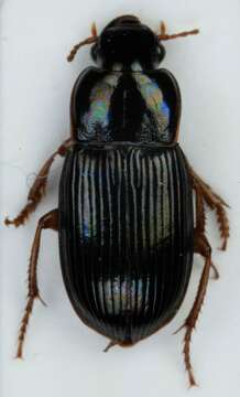 Plancia ëd Harpalus (Harpalus) xanthopus Gemminger & Harold 1868