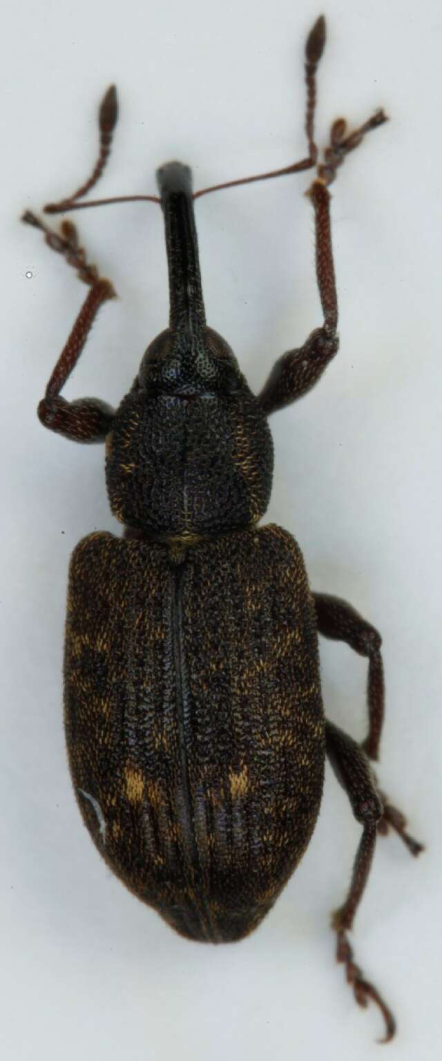 Image of brachycerids
