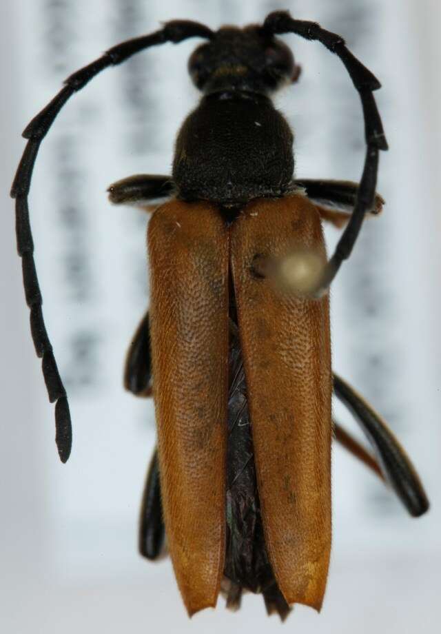 Image of Stictoleptura (Aredolpona) rubra (Linné 1758)