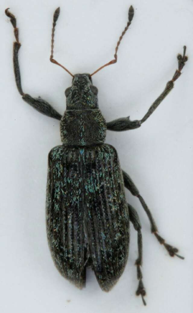 Image of Polydrusus (Eurodrusus) pilosus Gredler 1866