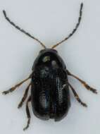 <i>Cryptocephalus labiatus</i> resmi