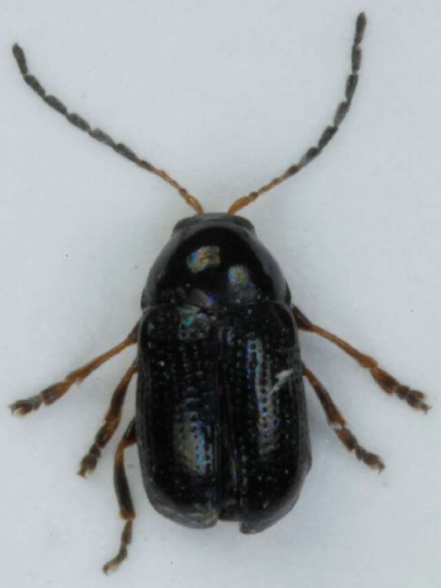 <i>Cryptocephalus labiatus</i> resmi