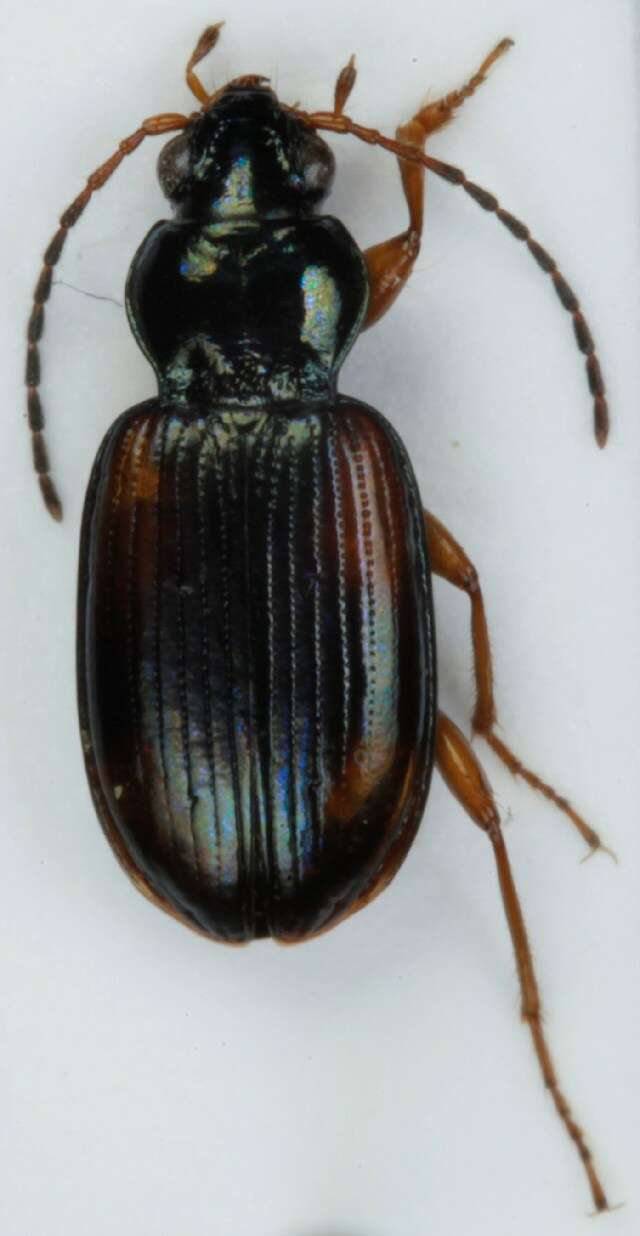 Plancia ëd Bembidion (Peryphus) tetracolum Say 1823