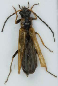 Image of <i>Rhagonycha nigriventris</i>