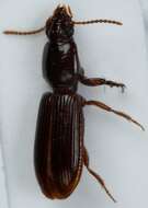 Image of Ground beetle