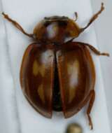 Image of Myzia oblongoguttata