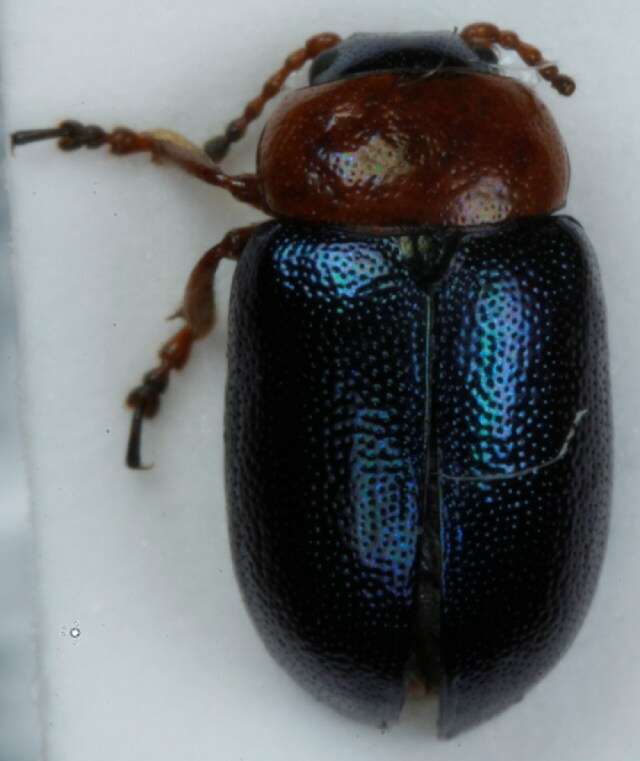 Image of Knotweed Leaf Beetle