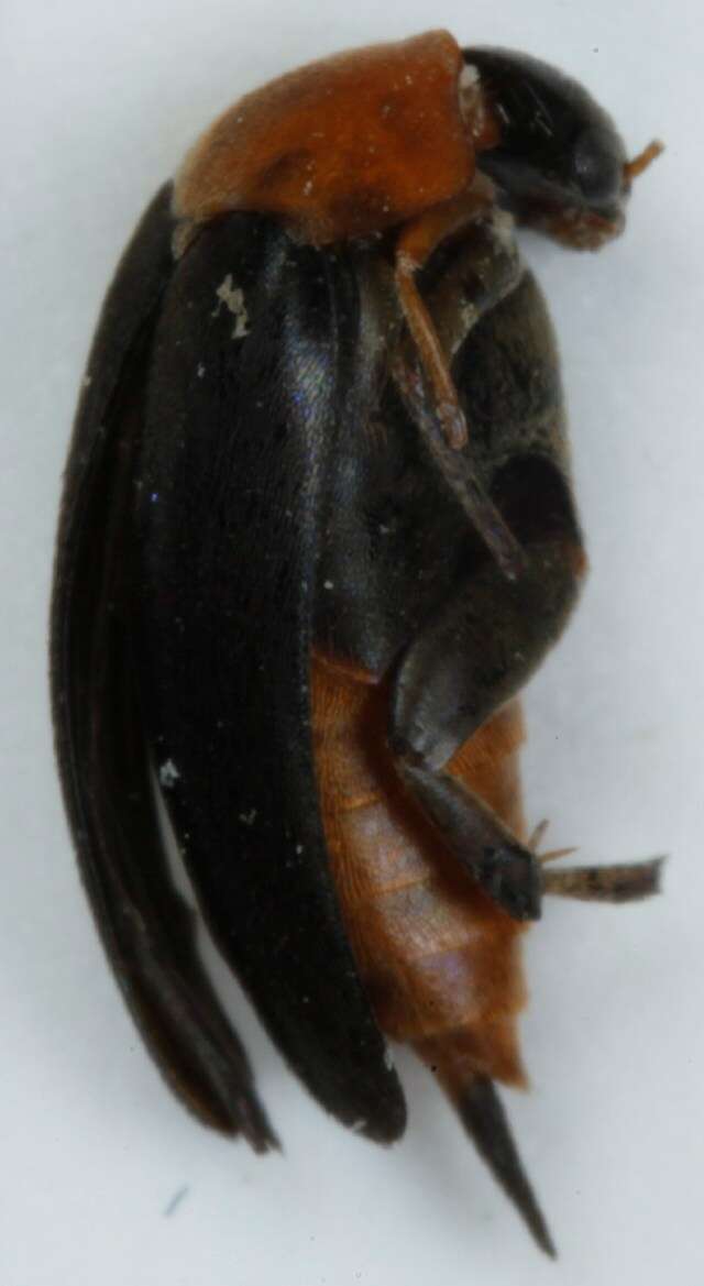 Image de <i>Mordellochroa abdominalis</i>