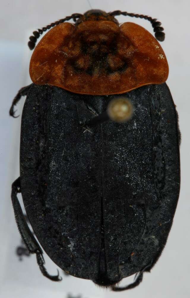 Image of Red-breasted Carrion Beetle