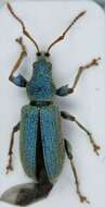 صورة Phyllobius (Dieletus) argentatus Linnaeus 1758