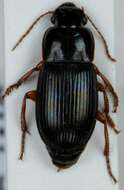 Image of Harpalus (Harpalus) latus (Linnaeus 1758)