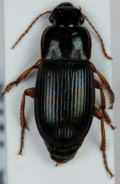 Слика од Harpalus (Harpalus) latus (Linnaeus 1758)