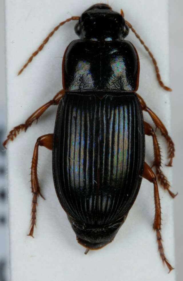 Image of Harpalus (Harpalus) latus (Linnaeus 1758)