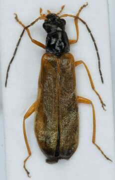 Image of <i>Rhagonycha lignosa</i>