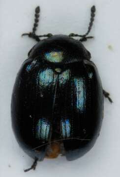 صورة Phaedon (Phaedon) armoraciae (Linnaeus 1758)