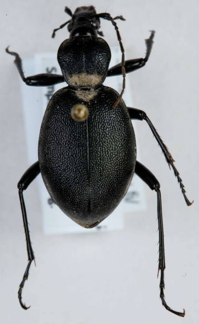 Image of Cychrus caraboides (Linnaeus 1758)