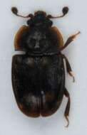 Image of Sap-feeding beetle