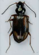 Image of Bembidion (Peryphus) femoratum Sturm 1825