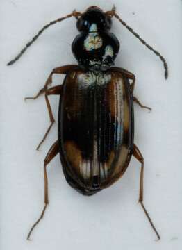 صورة Bembidion (Peryphus) femoratum Sturm 1825