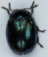 Image of willow leaf beetle