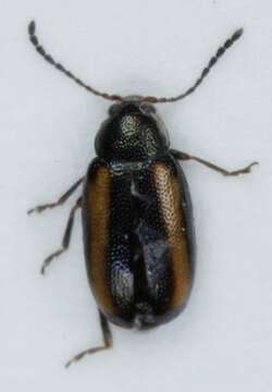 Image of <i>Phyllotreta vittula</i>