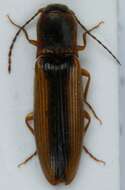 Image of <i>Dalopius marginatus</i>