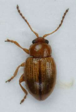 Image of <i>Lythraria salicariae</i>