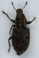 Image of Clover Root Weevil