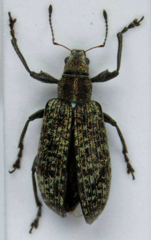 Sivun Polydrusus (Eurodrusus) pilosus Gredler 1866 kuva