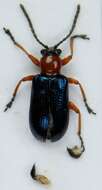 Image of Cereal leaf beetle