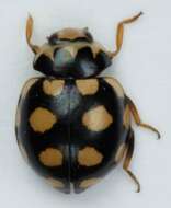 Image of <i>Coccinula quatuordecimpustulata</i>