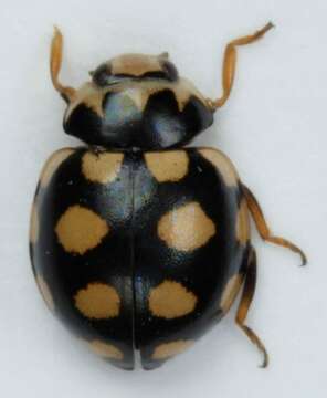 صورة <i>Coccinula quatuordecimpustulata</i>