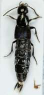 Image of Rove beetle