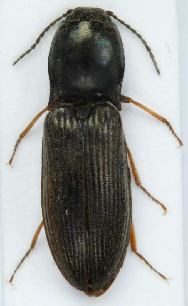 Image of <i>Aplotarsus incanus</i>