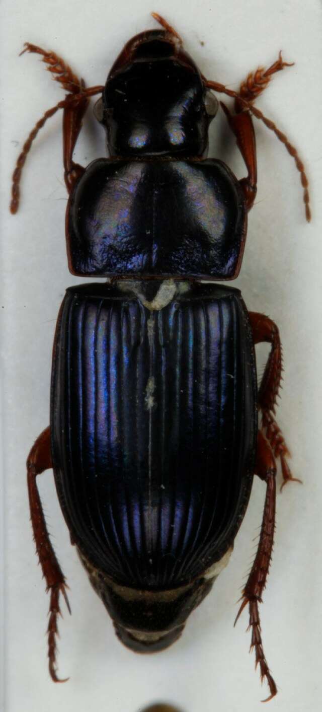 Слика од Harpalus (Harpalus) rubripes (Duftschmid 1812)