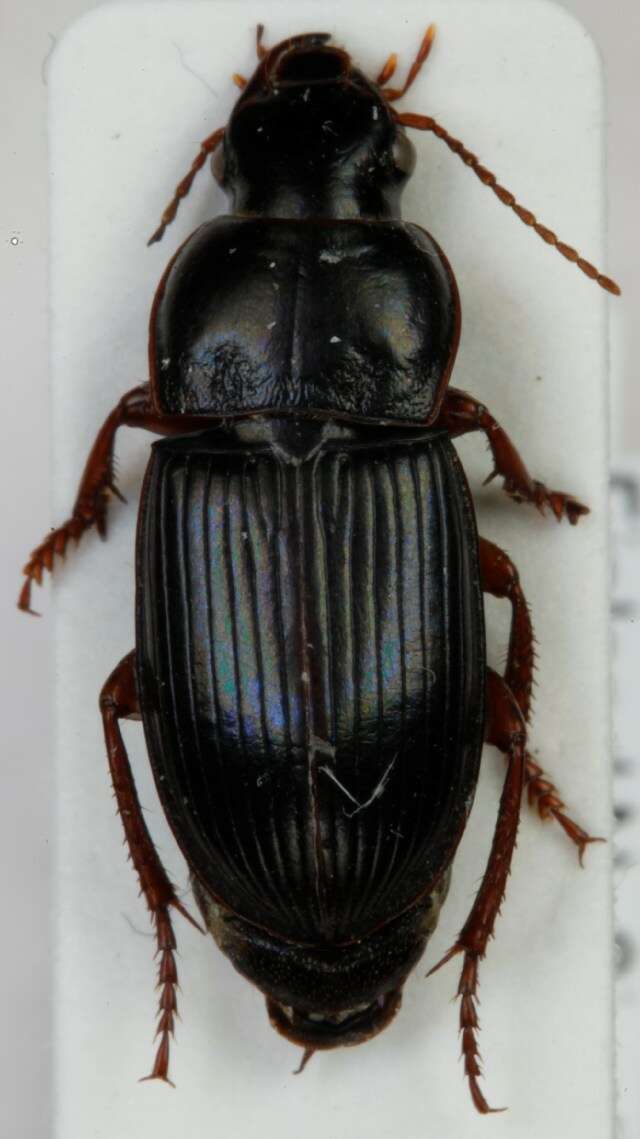 Слика од Harpalus (Harpalus) rubripes (Duftschmid 1812)