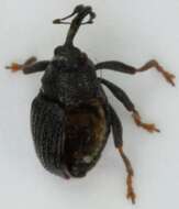 Image of <i>Calosirus apicalis</i>