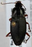 Image of Carabidae