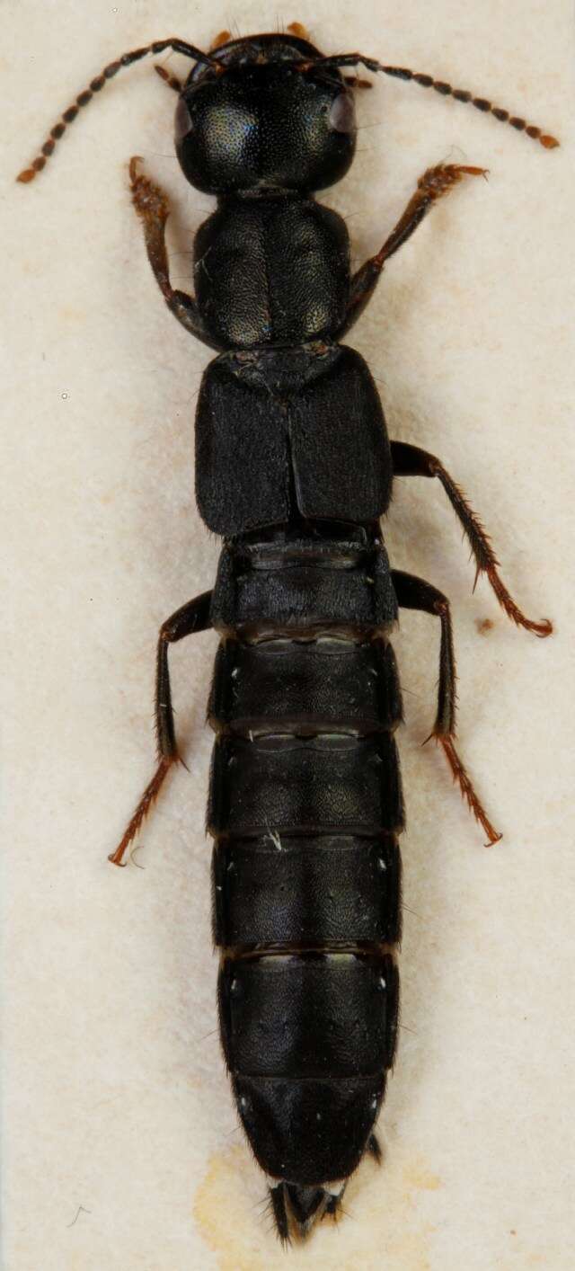 Tasgius (Rayacheila) melanarius (Heer 1839) resmi