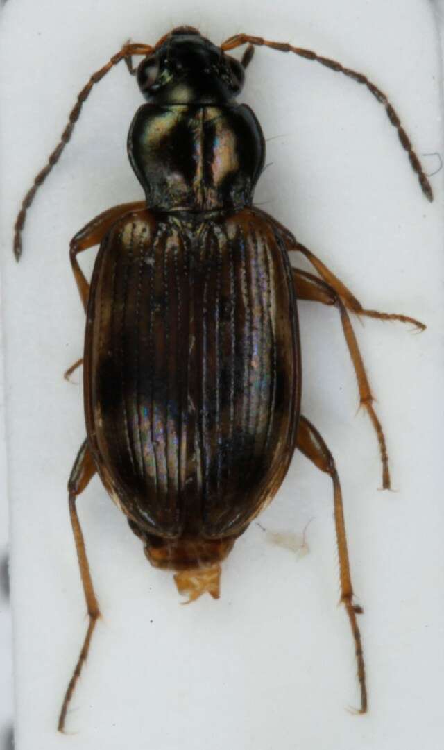 Image of Bembidion (Eupetedromus) dentellum (Thunberg 1787)