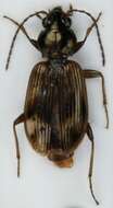 Image of Bembidion (Eupetedromus) dentellum (Thunberg 1787)