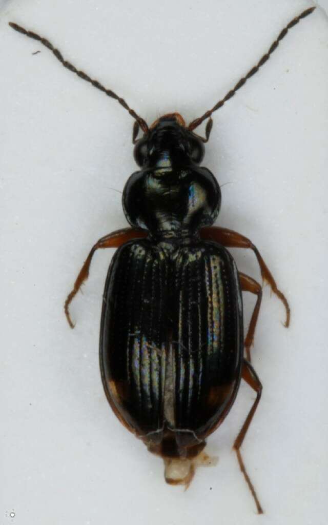 Imagem de Bembidion (Philochthus) biguttatum (Fabricius 1779)