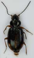 Imagem de Bembidion (Philochthus) biguttatum (Fabricius 1779)