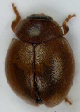 صورة Cynegetis impunctata