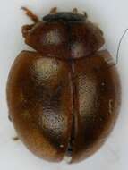 صورة Cynegetis impunctata