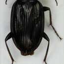 Imagem de Agonum (Olisares) hypocrita (Apfelbeck 1904)