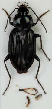 Image of Agonum (Olisares) hypocrita (Apfelbeck 1904)