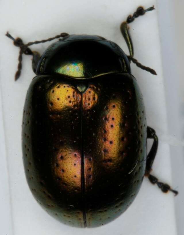 Image of Klamath Weed Beetle