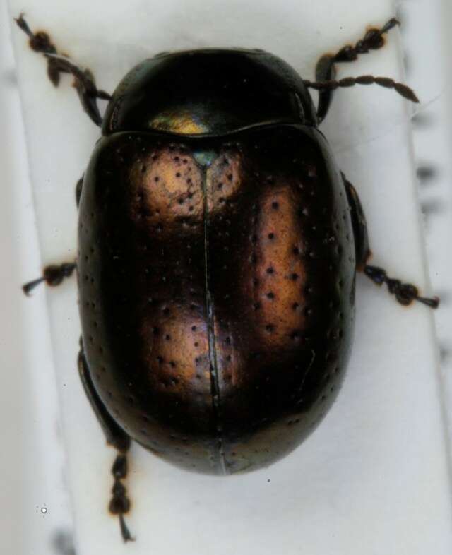 Image of Klamath Weed Beetle